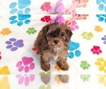 Small #9 Cockapoo (Toy)-Poodle (Toy) Mix