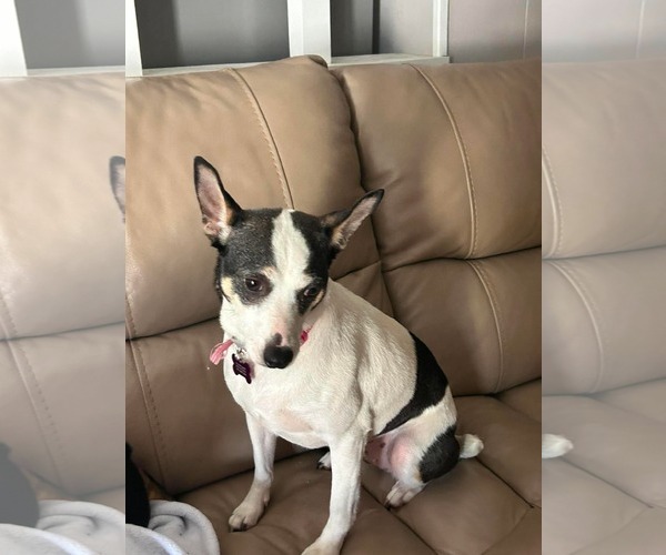 Medium Photo #3 Chihuahua-Unknown Mix Puppy For Sale in Spring Lake, NC, USA