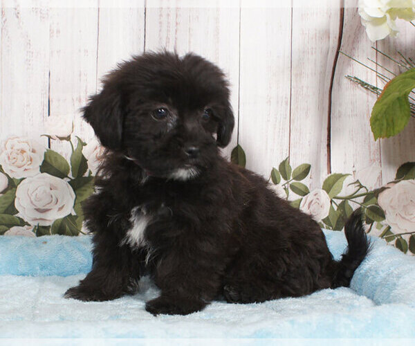 Medium Photo #1 Shorkie Tzu Puppy For Sale in PENNS CREEK, PA, USA