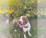 Small #5 American Pit Bull Terrier-Pointer Mix