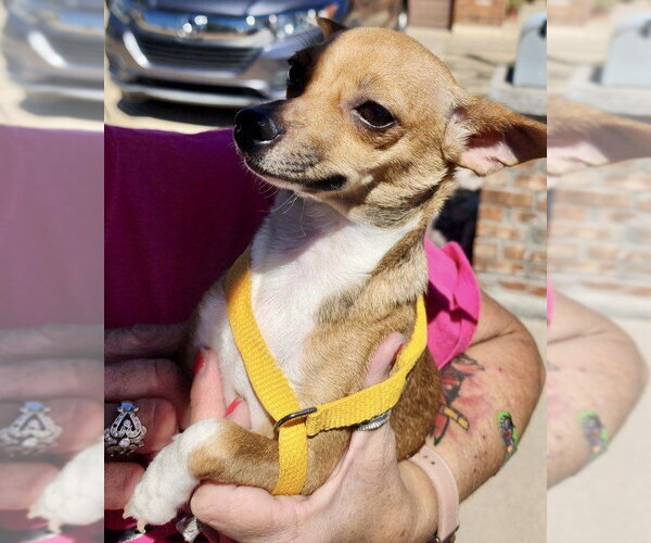 Medium Photo #5 Chihuahua Puppy For Sale in Mesa, AZ, USA