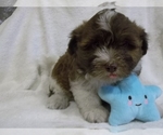 Small Photo #7 Havanese Puppy For Sale in WEST CONCORD, MN, USA