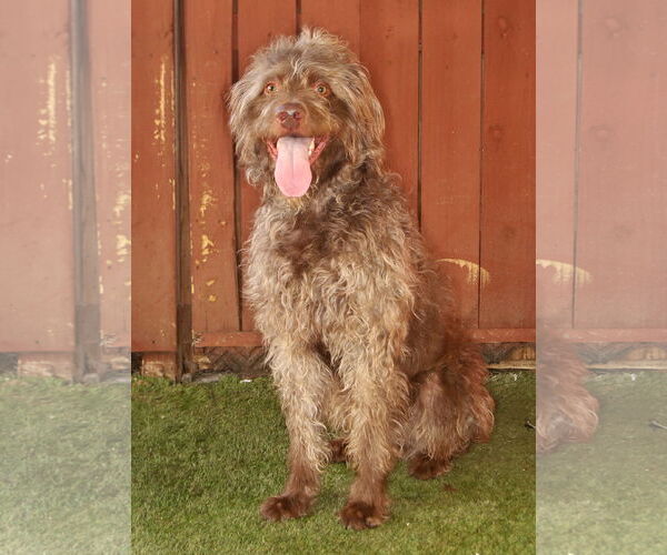 Medium Photo #3 Goldendoodle Puppy For Sale in Oakland Park, FL, USA