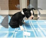 Small Photo #3 Boston Terrier Puppy For Sale in CLARKRANGE, TN, USA