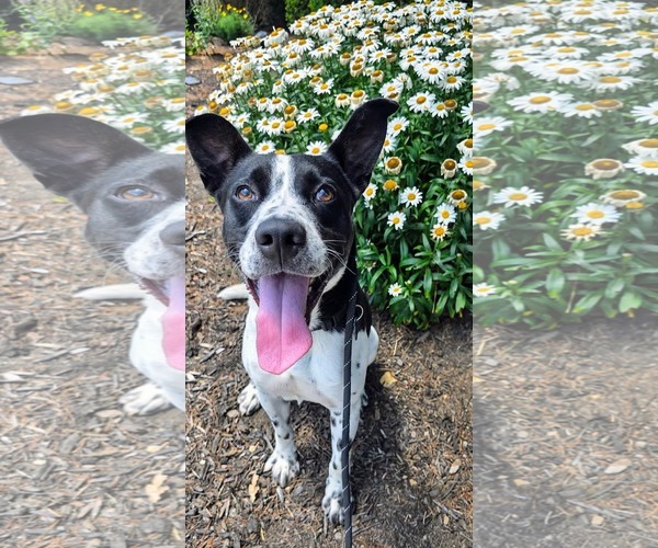 Medium Photo #6 Dalmatian-Labrador Retriever Mix Puppy For Sale in Rockaway, NJ, USA