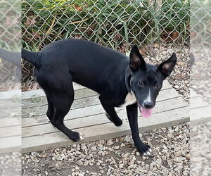 Finch - Male Mutt Dog for Adoption - Photo #2