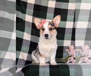 Pembroke Welsh Corgi Puppy for sale in CHRISTIANA, PA, USA