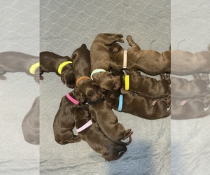 Labrador Retriever Puppy for Sale in WHITNEY, Texas USA