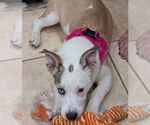 Small #1 Pembroke Welsh Corgi-Staffordshire Bull Terrier Mix