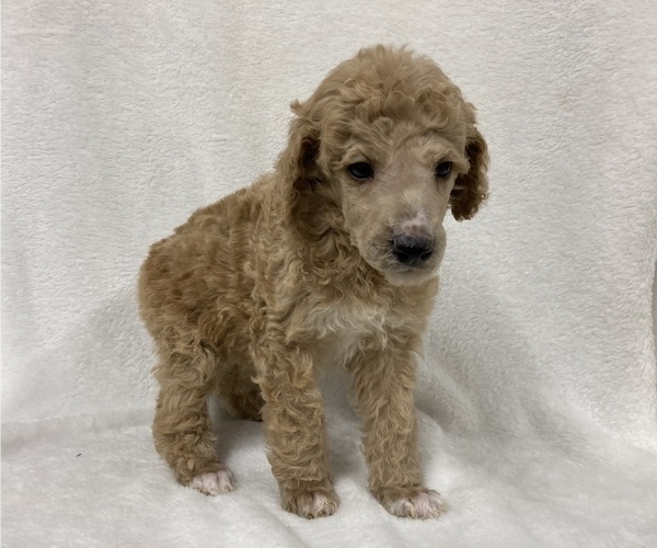 Medium Photo #9 Poodle (Standard) Puppy For Sale in CHETEK, WI, USA