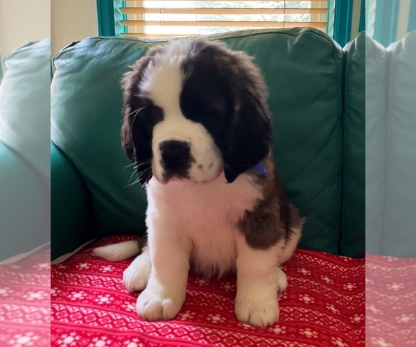 Medium Photo #7 Saint Bernard Puppy For Sale in COLORADO SPRINGS, CO, USA