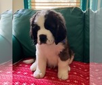 Small #6 Saint Bernard