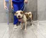 Small #15 American Staffordshire Terrier Mix