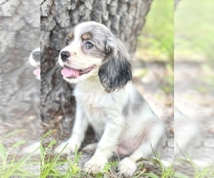 Cavalier King Charles Spaniel Puppy for sale in SAINT CLOUD, FL, USA