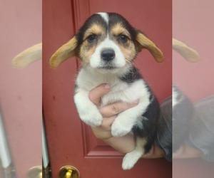Pembroke Welsh Corgi Puppy for sale in COTTAGEVILLE, SC, USA