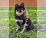 Small #1 Pomeranian
