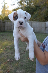 Boxer Puppy for sale in JACKSONVILLE, NC, USA