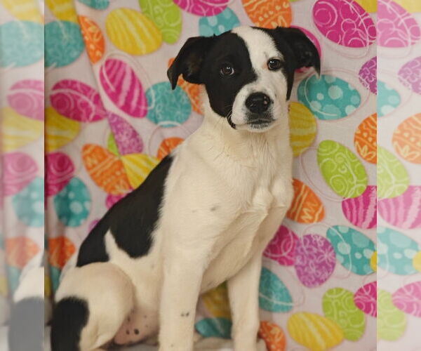 Medium Photo #3 Border-Aussie Puppy For Sale in Talladega, AL, USA