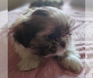 Shih Tzu Puppy for sale in REEDSBURG, WI, USA