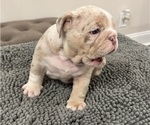 Small #2 English Bulldog