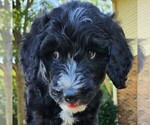 Small #2 F2 Aussiedoodle