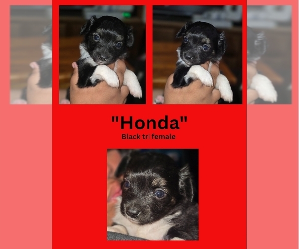 Medium Photo #3 Miniature Australian Shepherd Puppy For Sale in ADAIR VILLAGE, OR, USA