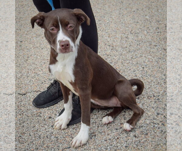 Medium Photo #5 American Staffordshire Terrier-Boxer Mix Puppy For Sale in Huntley, IL, USA