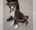 Small Photo #5 American Staffordshire Terrier-Boxer Mix Puppy For Sale in Huntley, IL, USA