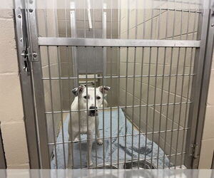 American Pit Bull Terrier-Unknown Mix Dogs for adoption in Decatur, IL, USA
