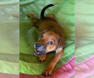 Golden Labrador Dogs for adoption in Lakewood, CO, USA