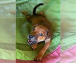 Small Golden Labrador