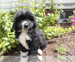 Newfoundland Puppy for sale in SHILOH, OH, USA
