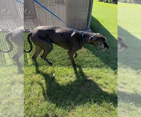 Medium Photo #3 Great Dane Puppy For Sale in Bullard, TX, USA
