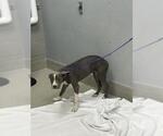 *MARIGOLD - Female Mutt Dog for Adoption - Small photo