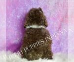 Small #3 Poodle (Toy)