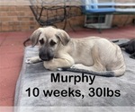 Puppy Murphy Irish Wolfhound