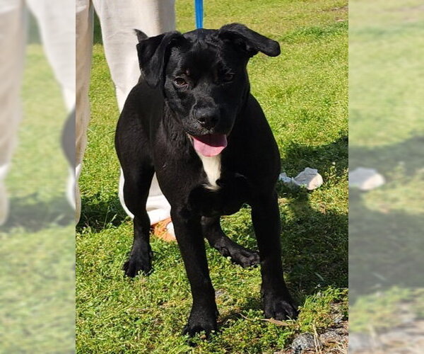 Medium Photo #6 American Pit Bull Terrier-Unknown Mix Puppy For Sale in Wetumpka, AL, USA