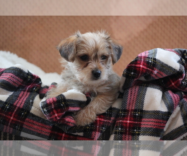 Medium Photo #7 Morkie Puppy For Sale in LUDLOW, MO, USA