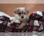 Small Photo #7 Morkie Puppy For Sale in LUDLOW, MO, USA