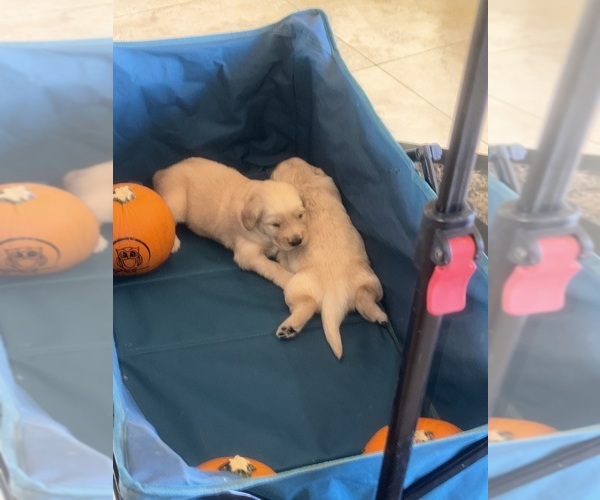 Medium Photo #2 Golden Retriever Puppy For Sale in PERRIS, CA, USA