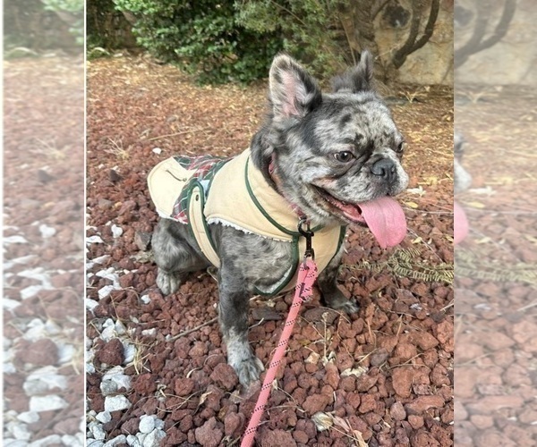 Medium Photo #1 French Bulldog Puppy For Sale in PHOENIX, AZ, USA
