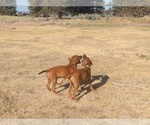Small Photo #9 Rhodesian Ridgeback Puppy For Sale in CHILOQUIN, OR, USA