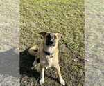 Small #1 Anatolian Shepherd