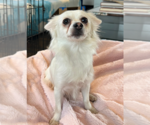 Papillon-Unknown Mix Dogs for adoption in Pacifica, CA, USA