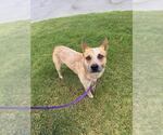 Small Mutt