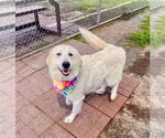Small #25 Great Pyrenees