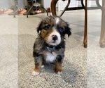 Puppy 2 Aussiedoodle-Miniature Australian Shepherd Mix