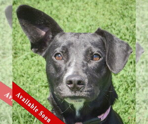 Border Collie-Unknown Mix Dogs for adoption in Huntley, IL, USA