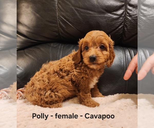Medium Photo #4 Cavapoo (Miniature) Puppy For Sale in CLARKRANGE, TN, USA