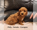Small #3 Cavapoo (Miniature)